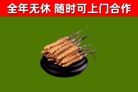 拉萨回收冬虫夏草